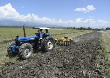 Agricultura prepara 190 mil tareas de tierra para siembra masiva de habichuela en región Suroeste