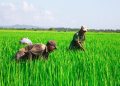 Más de 450 productores agropecuarios son beneficiados por el Inespre