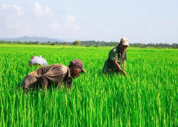 Más de 450 productores agropecuarios son beneficiados por el Inespre