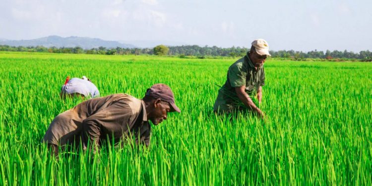 Más de 450 productores agropecuarios son beneficiados por el Inespre