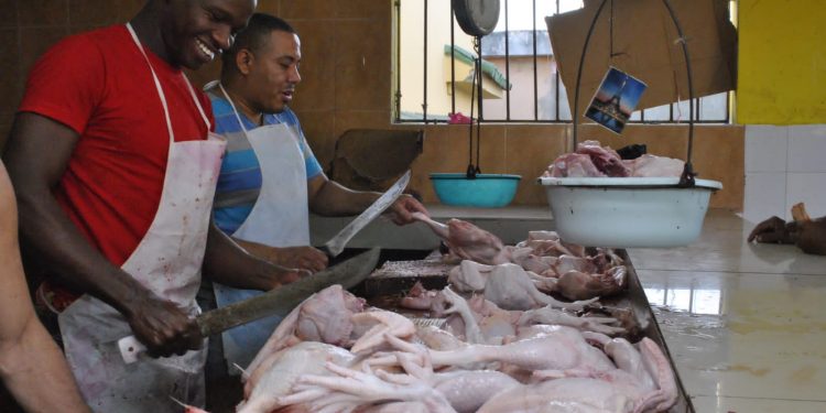 Autoridades agropecuarias garantizan abundancia de pollo en Navidad y Año Nuevo