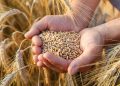 Rusia anunció este sábado la suspensión de su participación en el acuerdo que permite a Ucrania exportar sus cereales, vital para los países pobres, tras denunciar un ataque con drones contra los navíos rusos en Crimea.