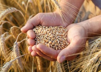 Rusia anunció este sábado la suspensión de su participación en el acuerdo que permite a Ucrania exportar sus cereales, vital para los países pobres, tras denunciar un ataque con drones contra los navíos rusos en Crimea.