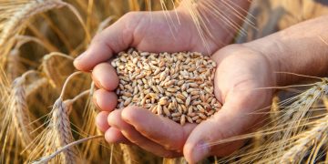 Rusia anunció este sábado la suspensión de su participación en el acuerdo que permite a Ucrania exportar sus cereales, vital para los países pobres, tras denunciar un ataque con drones contra los navíos rusos en Crimea.
