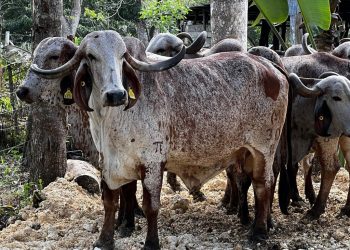Ante sequía en zonas ganaderas, Ministerio de Agricultura activa plan de asistencia.Dispone envío de máquinas perforadoras de pozos y rehabilitación de reservorios