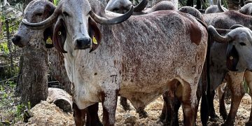 Ante sequía en zonas ganaderas, Ministerio de Agricultura activa plan de asistencia.Dispone envío de máquinas perforadoras de pozos y rehabilitación de reservorios