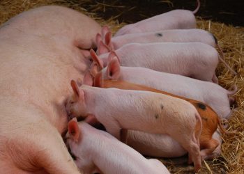 Gobierno dispone medidas sanitarias para evitar brotes de la Fiebre Porcina Africana
