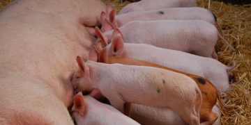 Gobierno dispone medidas sanitarias para evitar brotes de la Fiebre Porcina Africana