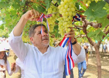 Empieza en Baní cosecha de uvas de mesa de alto valor genético.