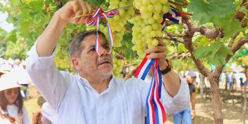 Empieza en Baní cosecha de uvas de mesa de alto valor genético.