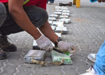 DNCD FRUSTRA ENVÍO DE 84 PAQUETES DE COCAÍNA A CANADÁ; OCULTOS EN CARGA DE MANGOS Y AUYAMAS