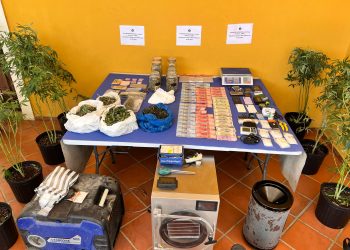 DNCD DESMANTELA EN CASA DEL SECTOR LA TORRE DE LA VEGA INVERNADERO PARA CULTIVAR MARIHUANA