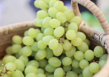 RD hace historia con  embarque del primer contenedor de uvas de mesa hacia EE.UU