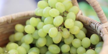 RD hace historia con  embarque del primer contenedor de uvas de mesa hacia EE.UU