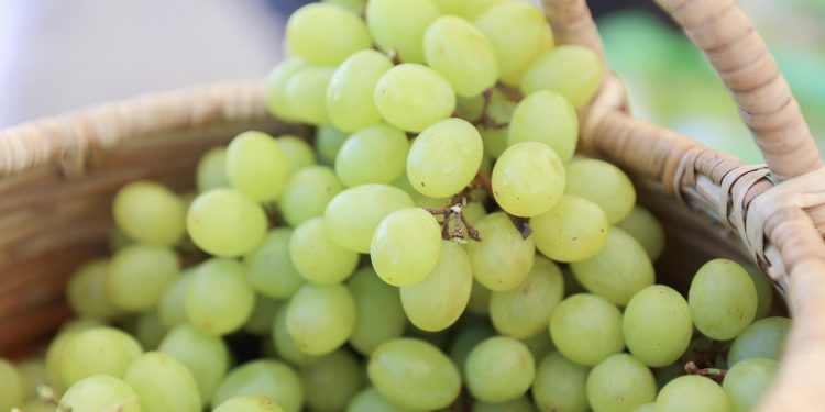 RD hace historia con embarque del primer contenedor de uvas de mesa hacia EE.UU