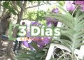 Llega la 4ta edición del Festival de las Orquídeas al Jardín Botánico de Santiago