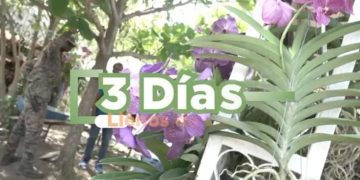 Llega la 4ta edición del Festival de las Orquídeas al Jardín Botánico de Santiago