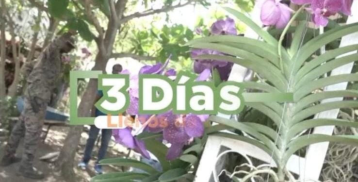 Llega la 4ta edición del Festival de las Orquídeas al Jardín Botánico de Santiago
